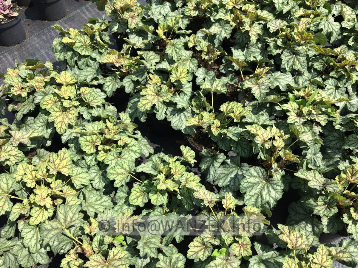 Heuchera Hybride Paris 02.JPG